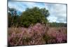 Heather Landscape-Ivonnewierink-Mounted Photographic Print