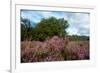 Heather Landscape-Ivonnewierink-Framed Photographic Print