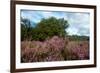 Heather Landscape-Ivonnewierink-Framed Photographic Print