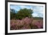 Heather Landscape-Ivonnewierink-Framed Photographic Print