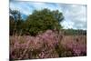 Heather Landscape-Ivonnewierink-Mounted Photographic Print