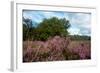 Heather Landscape-Ivonnewierink-Framed Photographic Print