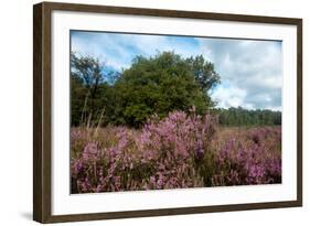 Heather Landscape-Ivonnewierink-Framed Photographic Print