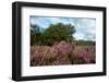 Heather Landscape-Ivonnewierink-Framed Photographic Print