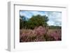 Heather Landscape-Ivonnewierink-Framed Photographic Print