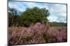 Heather Landscape-Ivonnewierink-Mounted Photographic Print