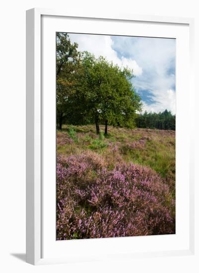 Heather Landscape-Ivonnewierink-Framed Photographic Print