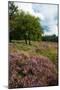 Heather Landscape-Ivonnewierink-Mounted Photographic Print