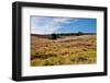 Heather Meadows in Summer-catolla-Framed Photographic Print