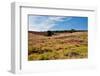 Heather Meadows in Summer-catolla-Framed Photographic Print