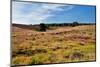 Heather Meadows in Summer-catolla-Mounted Photographic Print