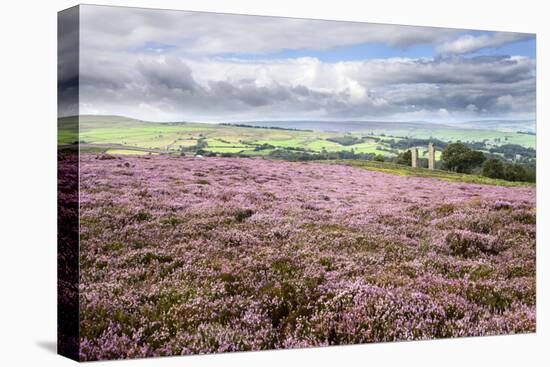 Heather Moorland and Yorkes Folly Near Pateley Bridge, Yorkshire, England, United Kingdom, Europe-Mark Sunderland-Stretched Canvas