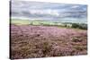 Heather Moorland and Yorkes Folly Near Pateley Bridge, Yorkshire, England, United Kingdom, Europe-Mark Sunderland-Stretched Canvas