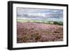 Heather Moorland and Yorkes Folly Near Pateley Bridge, Yorkshire, England, United Kingdom, Europe-Mark Sunderland-Framed Photographic Print