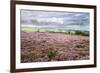 Heather Moorland and Yorkes Folly Near Pateley Bridge, Yorkshire, England, United Kingdom, Europe-Mark Sunderland-Framed Photographic Print