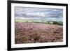 Heather Moorland and Yorkes Folly Near Pateley Bridge, Yorkshire, England, United Kingdom, Europe-Mark Sunderland-Framed Photographic Print