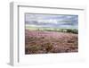 Heather Moorland and Yorkes Folly Near Pateley Bridge, Yorkshire, England, United Kingdom, Europe-Mark Sunderland-Framed Photographic Print