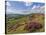 Heather Moorland, Baslow Edge Near Curbar, Peak District National Park, Derbyshire, England, UK-Neale Clarke-Stretched Canvas