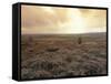 Heather, near Danby, North York Moors, England-Alan Klehr-Framed Stretched Canvas