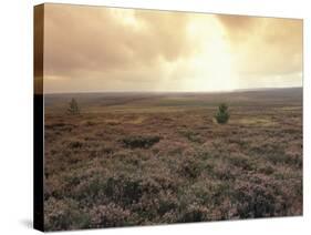 Heather, near Danby, North York Moors, England-Alan Klehr-Stretched Canvas