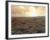 Heather, near Danby, North York Moors, England-Alan Klehr-Framed Photographic Print