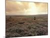 Heather, near Danby, North York Moors, England-Alan Klehr-Mounted Photographic Print