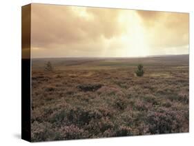 Heather, near Danby, North York Moors, England-Alan Klehr-Stretched Canvas