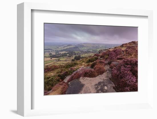 Heather on Curbar Edge at Dawn with Curbar and Distant Calver Villages-Eleanor Scriven-Framed Photographic Print