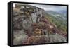 Heather on Curbar Edge at Dawn-Eleanor Scriven-Framed Stretched Canvas