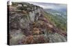 Heather on Curbar Edge at Dawn-Eleanor Scriven-Stretched Canvas