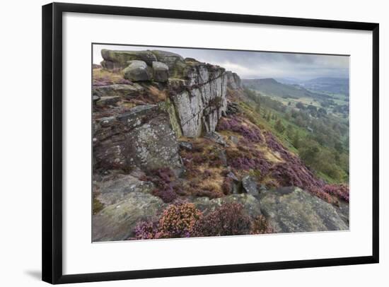 Heather on Curbar Edge at Dawn-Eleanor Scriven-Framed Photographic Print