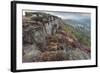 Heather on Curbar Edge at Dawn-Eleanor Scriven-Framed Photographic Print