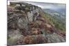Heather on Curbar Edge at Dawn-Eleanor Scriven-Mounted Photographic Print