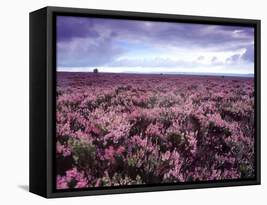 Heather on Moor N Yorkshire England-null-Framed Stretched Canvas