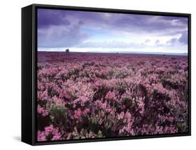 Heather on Moor N Yorkshire England-null-Framed Stretched Canvas