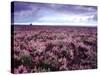 Heather on Moor N Yorkshire England-null-Stretched Canvas
