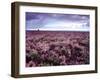 Heather on Moor N Yorkshire England-null-Framed Photographic Print