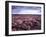 Heather on Moor N Yorkshire England-null-Framed Photographic Print