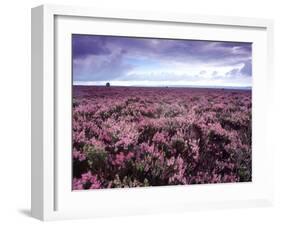 Heather on Moor N Yorkshire England-null-Framed Photographic Print