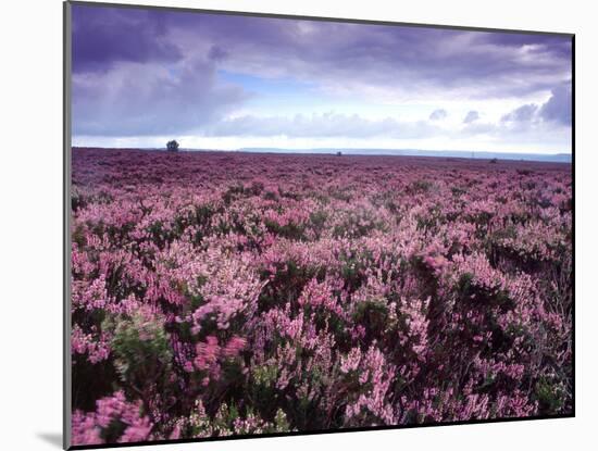 Heather on Moor N Yorkshire England-null-Mounted Photographic Print