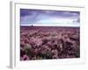 Heather on Moor N Yorkshire England-null-Framed Photographic Print