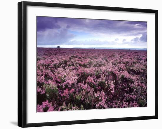 Heather on Moor N Yorkshire England-null-Framed Photographic Print