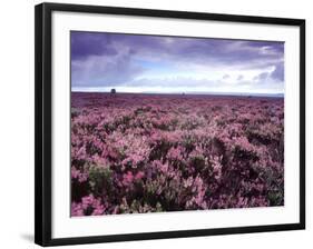 Heather on Moor N Yorkshire England-null-Framed Photographic Print