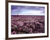 Heather on Moor N Yorkshire England-null-Framed Photographic Print