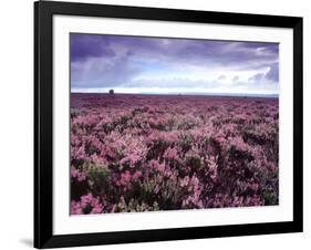 Heather on Moor N Yorkshire England-null-Framed Photographic Print