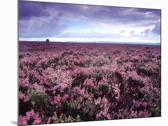 Heather on Moor N Yorkshire England-null-Mounted Photographic Print