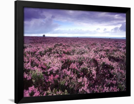 Heather on Moor N Yorkshire England-null-Framed Photographic Print