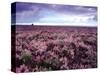 Heather on Moor N Yorkshire England-null-Stretched Canvas