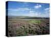 Heather on the Moors, North Yorkshire, England, United Kingdom-Jean Brooks-Stretched Canvas