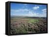 Heather on the Moors, North Yorkshire, England, United Kingdom-Jean Brooks-Framed Stretched Canvas